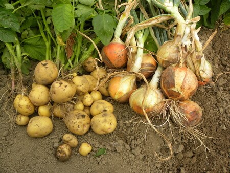 new-onions-potato-image
