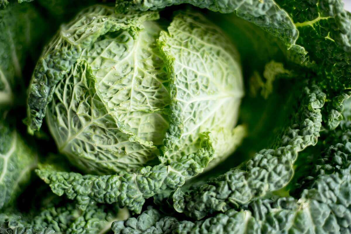 chinese-cabbage-photo-anne-allier