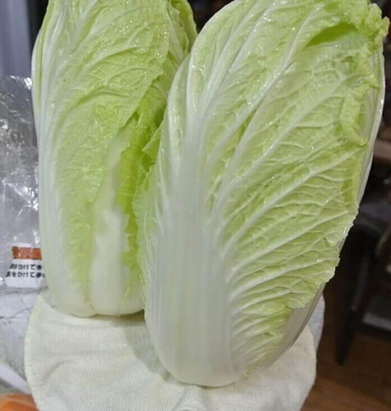 chinese-cabbage